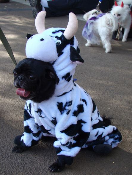 Pug dog in a cow costume