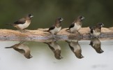 Group of Birds