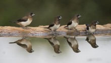 Group of Birds